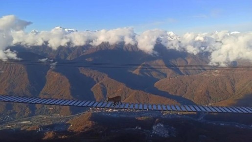 Бесстрашная лиса покорила подвесной мост на высоте 2200 метров в Сочи