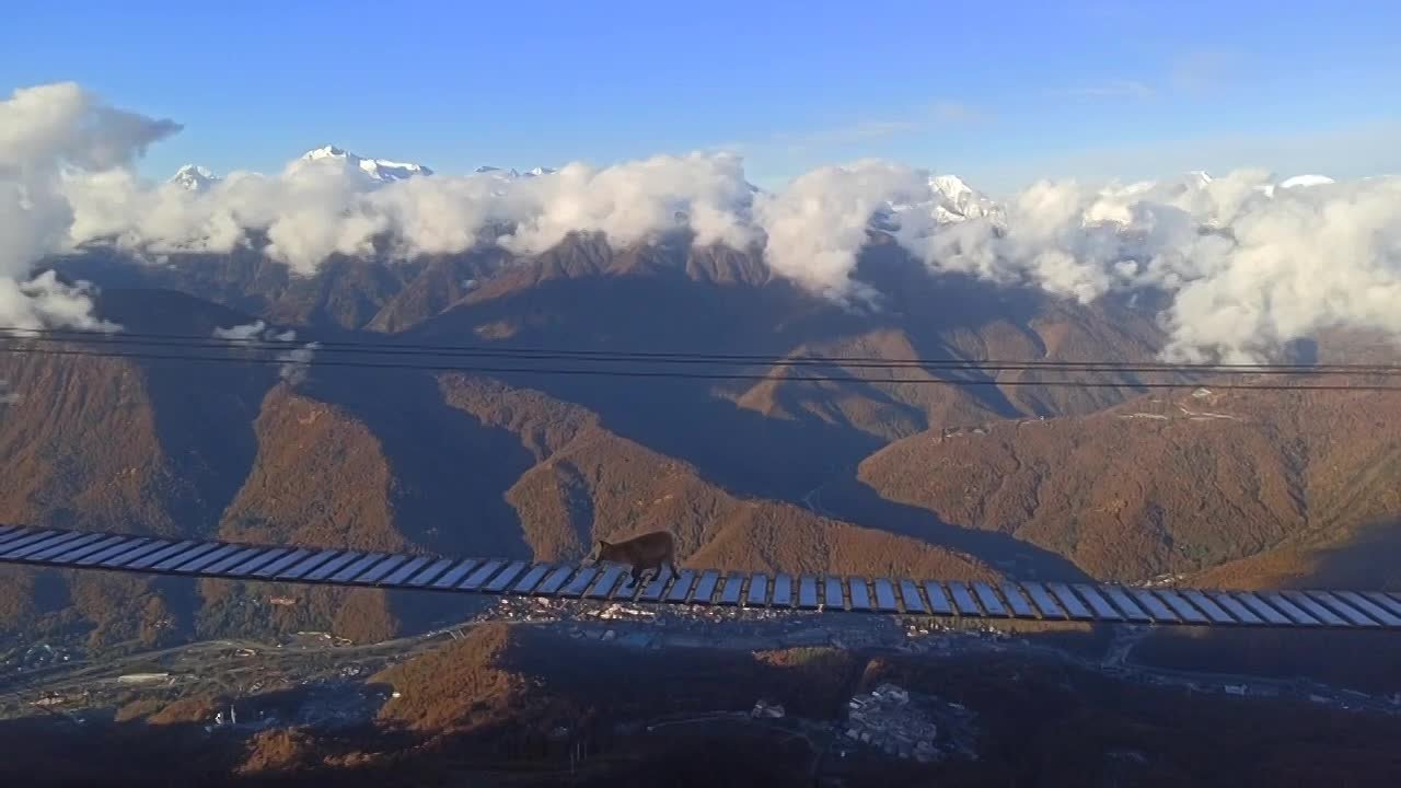 Бесстрашная лиса покорила подвесной мост на высоте 2200 метров в Сочи