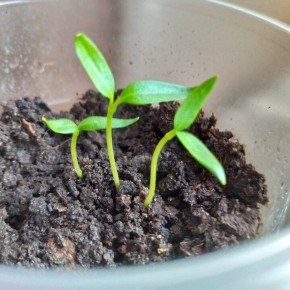 Доверие к народным средствам: стоит ли использовать сок алоэ и мед для проращивания семян?