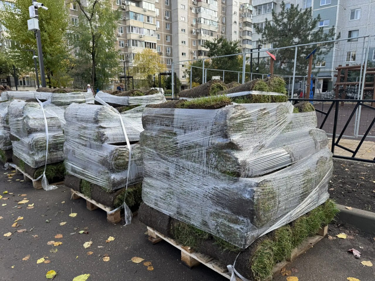 В Краснодаре началось озеленение двух территорий, которые выбраны жителями для благоустройства В Краснодаре началось озеленение двух территорий, которые выбраны жителями для благоустройства