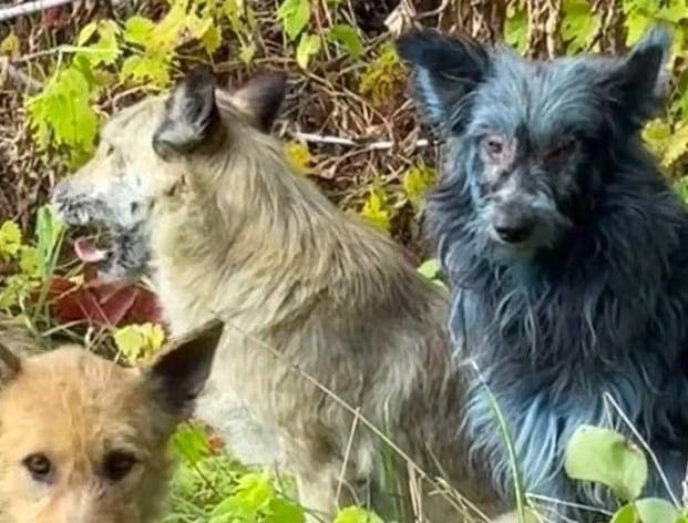 В Чернобыле появились собаки с синей шерстью, — Daily Mail