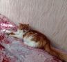 Доброе утро, Кубань!. Краснодар +20 °С