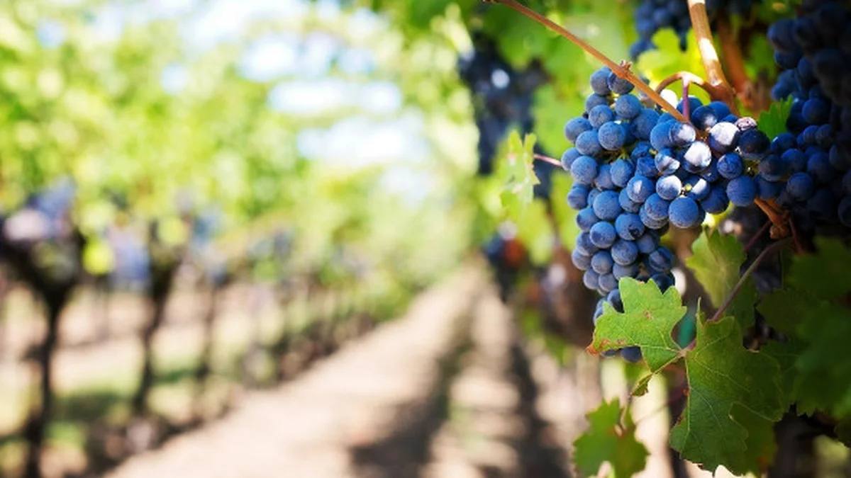 В Крыму за 10 лет площадь виноградников увеличилась на 30%