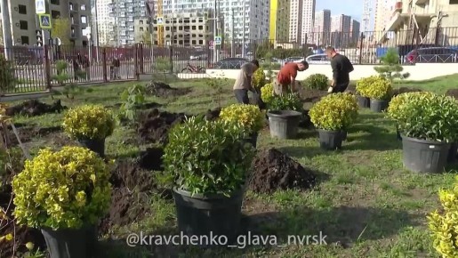 Андрей Кравченко: 360 молодых деревьев высадили ученики Гимназии №6 в Новороссийске