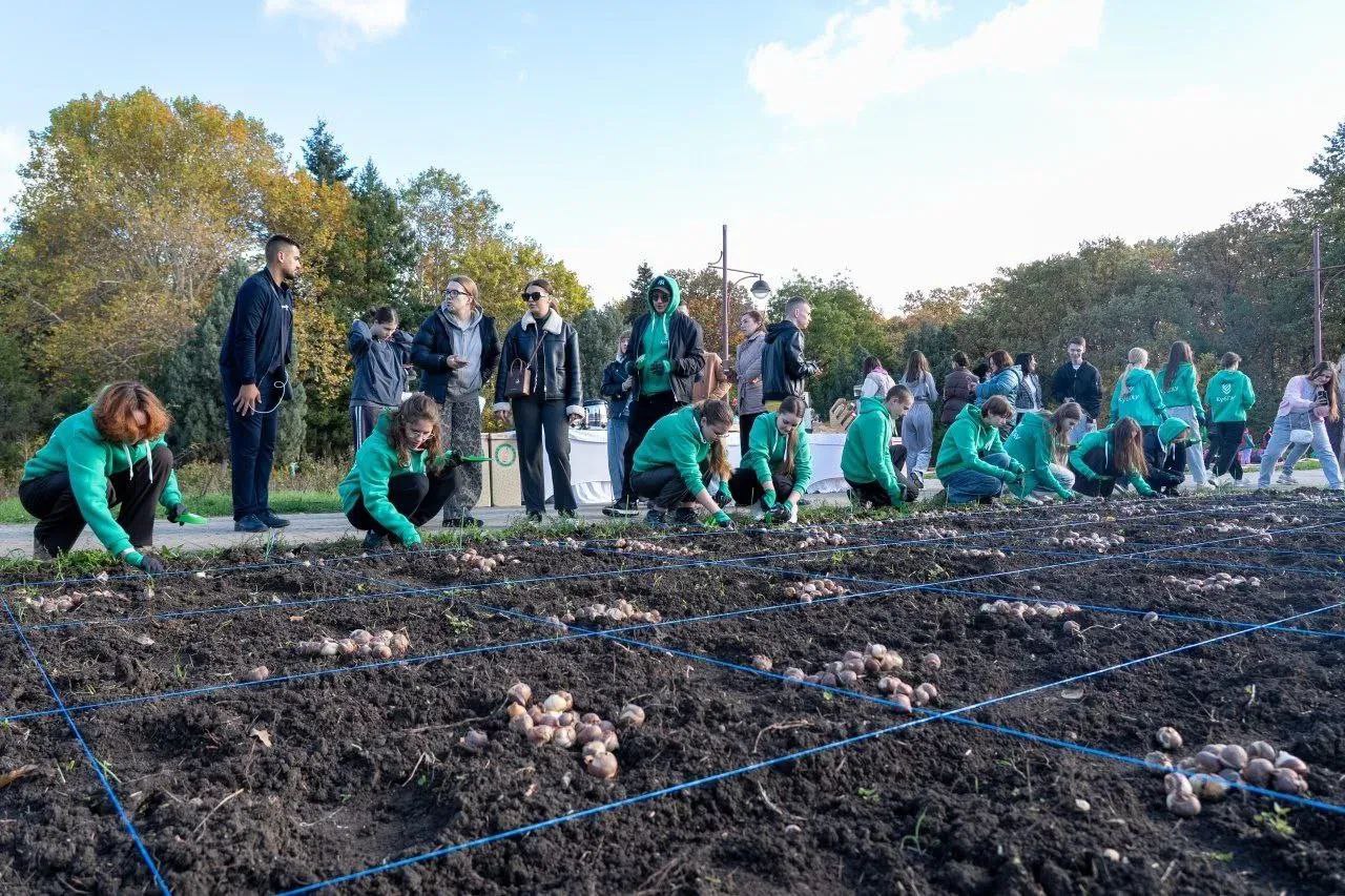 В Ботаническом саду КубГАУ в Краснодаре высадили 150 тысяч луковиц тюльпанов В Ботаническом саду КубГАУ в Краснодаре высадили 150 тысяч луковиц тюльпанов