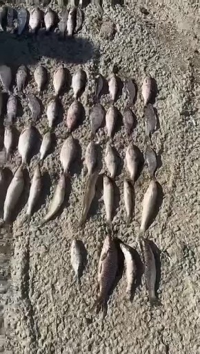 Браконьер из Каневского района заплатил штраф почти 400 тысяч за незаконную рыбалку