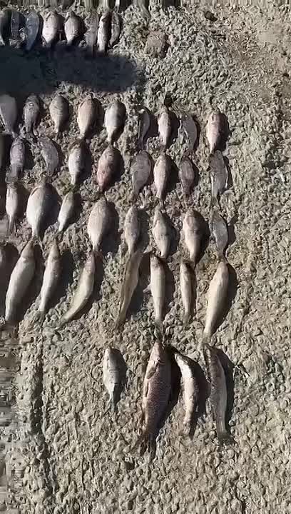 Браконьер из Каневского района заплатил штраф почти 400 тысяч за незаконную рыбалку