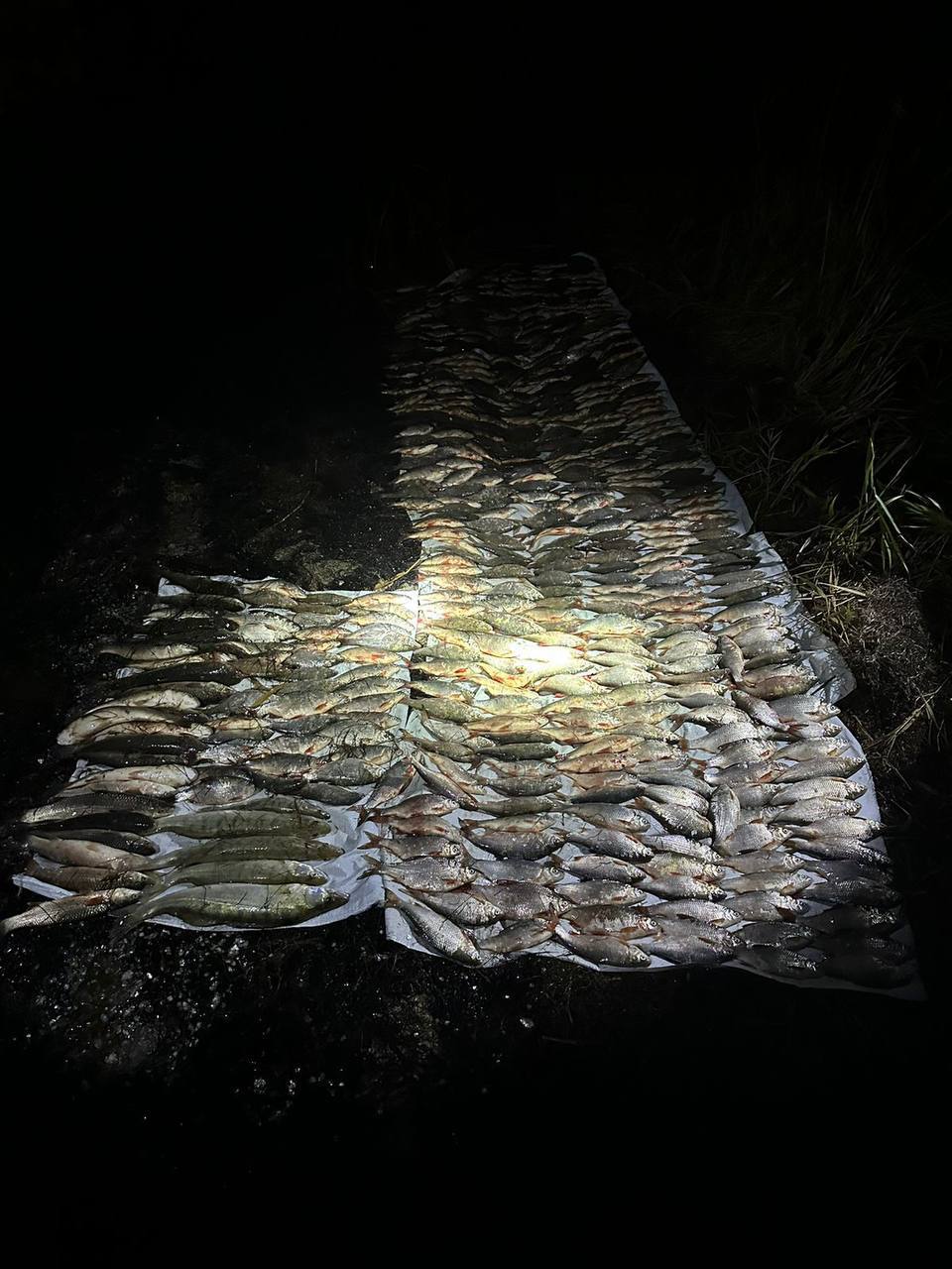 Браконьер из Каневского района заплатил штраф почти 400 тысяч за незаконную рыбалку Браконьер из Каневского района заплатил штраф почти 400 тысяч за незаконную рыбалку