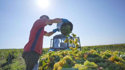 В Анапе завершается уборка винограда