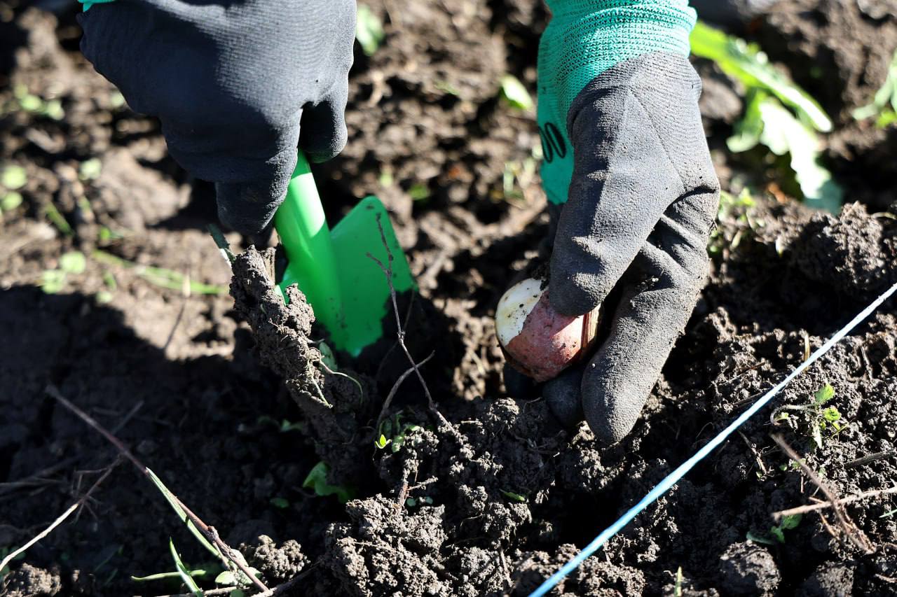 150 тысяч тюльпанов высадили в Краснодаре 150 тысяч тюльпанов высадили в Краснодаре