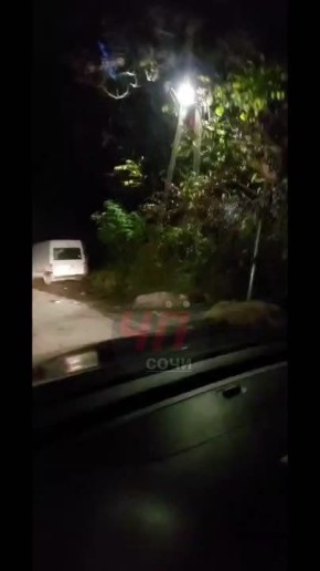 «Отдыхают пацаны». В Сочи на улице Леселидзе контейнерную площадку облюбовали свиньи