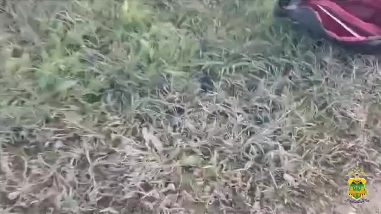 Молодого наркозакладчика с мефедроном задержали в Белореченском районе