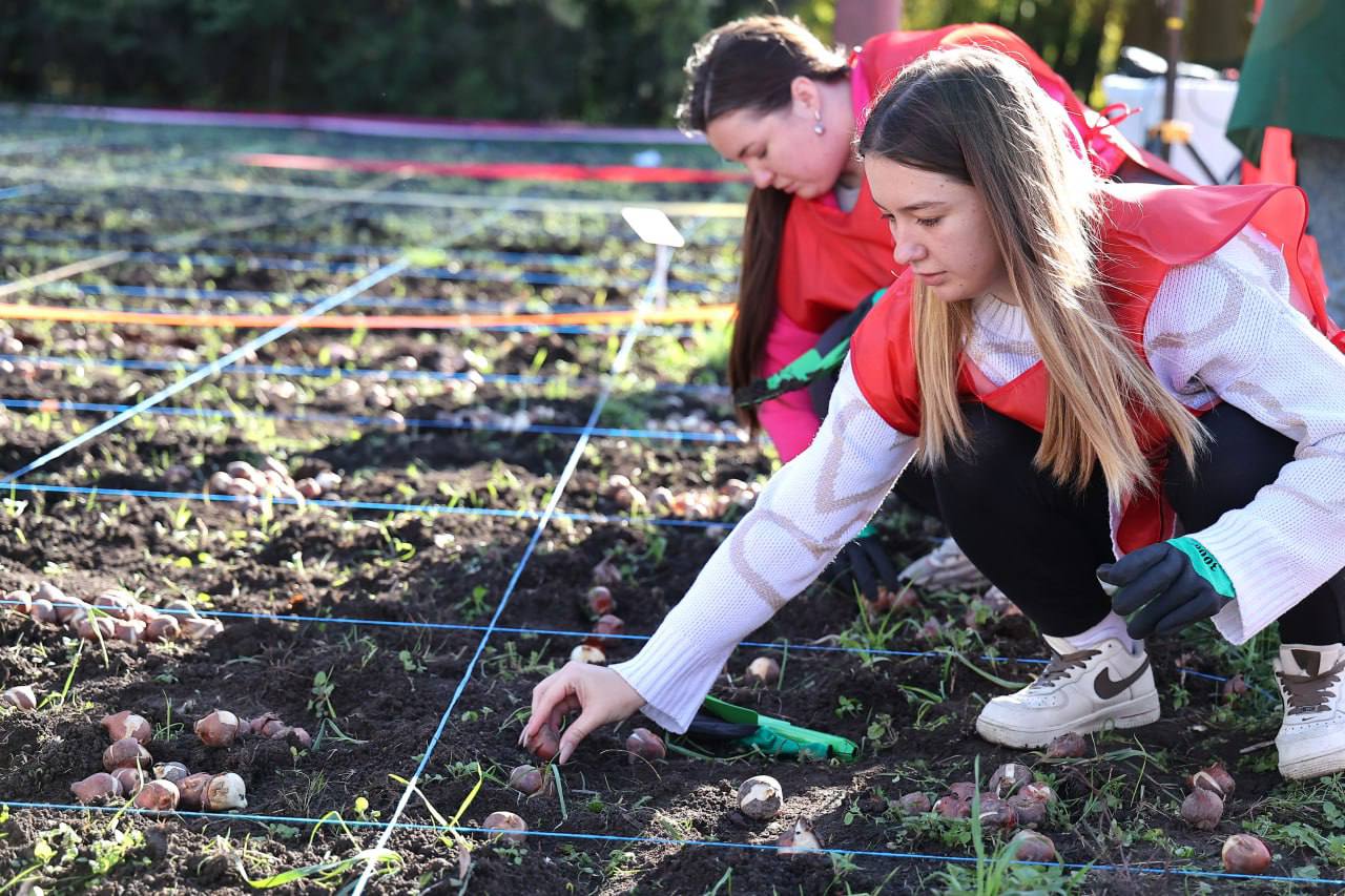 150 тысяч тюльпанов высадили в Краснодаре 150 тысяч тюльпанов высадили в Краснодаре