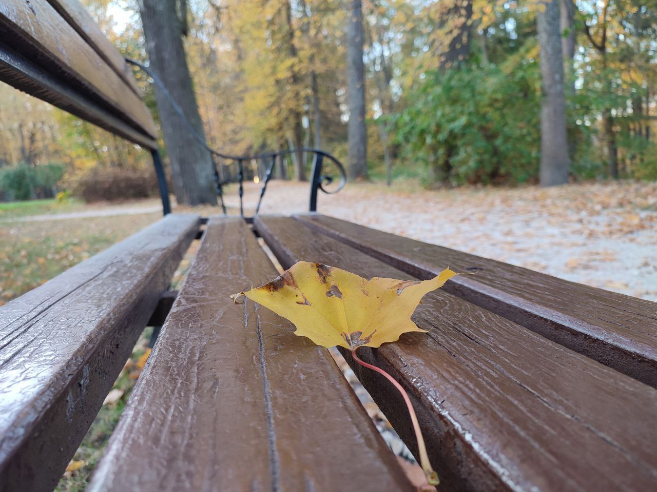 В кадре не только вы. Осенний кадр в листьях выглядит романтично, но реальность куда прозаичнее В кадре не только вы. Осенний кадр в листьях выглядит романтично, но реальность куда прозаичнее