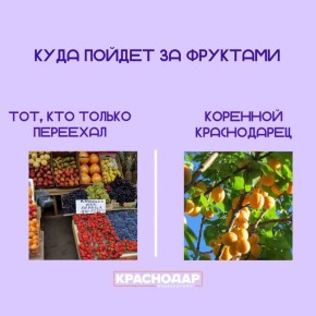 Краснодар всех подкупает своим плодородием, поэтому, хоть на рынке, хоть с дерева, но каждый не упускает возможности полакомиться дарами нашей природы