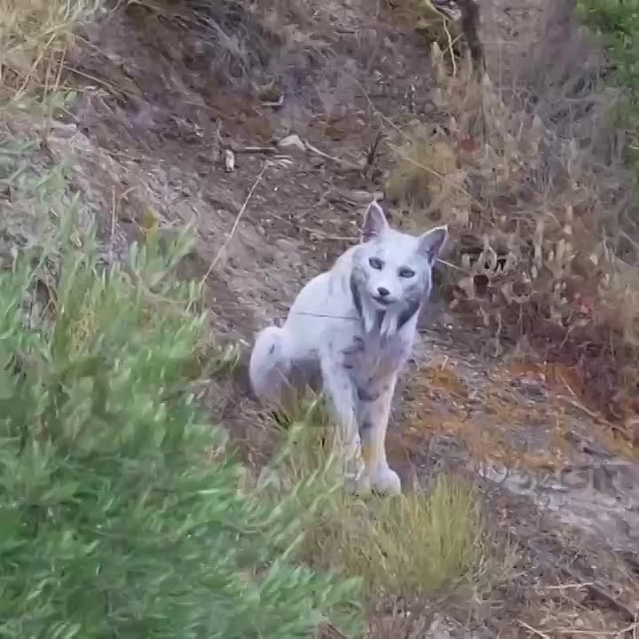 В Испании впервые удалось запечатлеть белую пиренейскую рысь