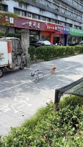 Робопес собаке друг — это знают все в Китае