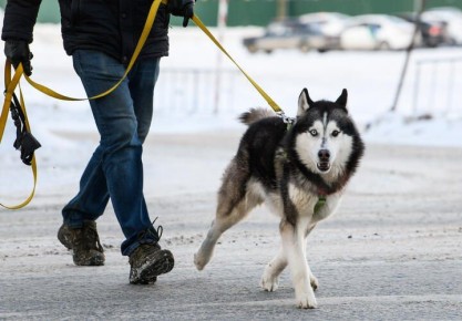 Все чаще мы слышим истории о нападениях собак на людей