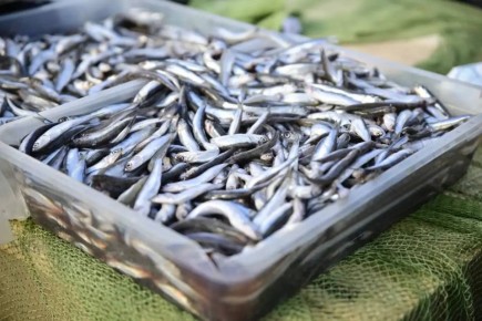 Андрей Кравченко: Новороссийск поставил очередной рекорд: за 9 месяцев 2025 года выловлено более 5 тысяч тонн рыбы, экспорт увеличен почти в два раза