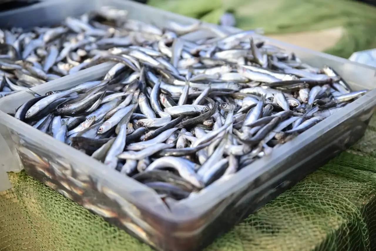 Андрей Кравченко: Новороссийск поставил очередной рекорд: за 9 месяцев 2025 года выловлено более 5 тысяч тонн рыбы, экспорт увеличен почти в два раза