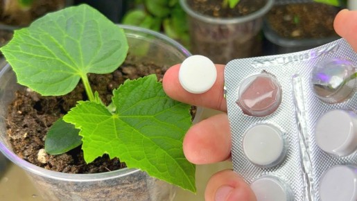 Преобразите вашу рассаду с помощью аптечного витамина С