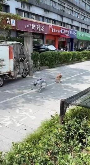 В Китае собаки-роботы начали выгуливать живых питомцев