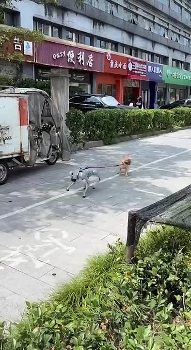 В Китае собаки-роботы начали выгуливать живых питомцев