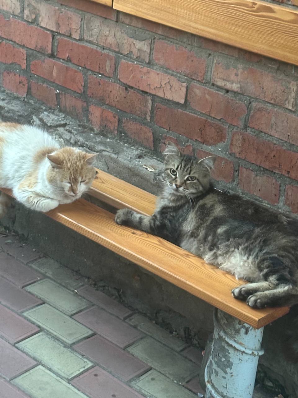 Доброе утро, Кубань!. Краснодар +18 °С Доброе утро, Кубань!. Краснодар +18 °С