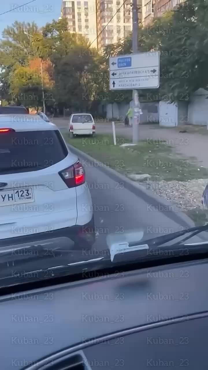 Самая ленивая птица. ...была замечена в Краснодаре