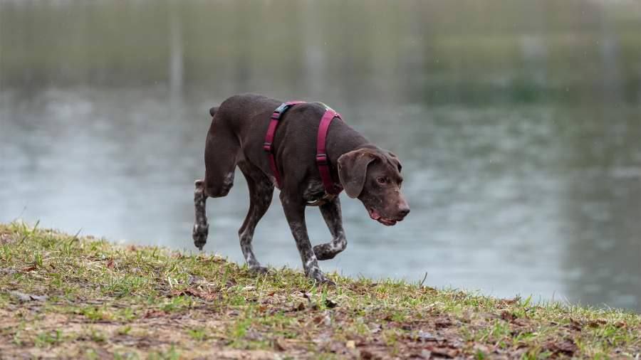 В России предлагают страховать опасных питомцев