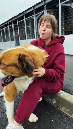 Породистый гигант с характером ангела ждет сильного хозяина