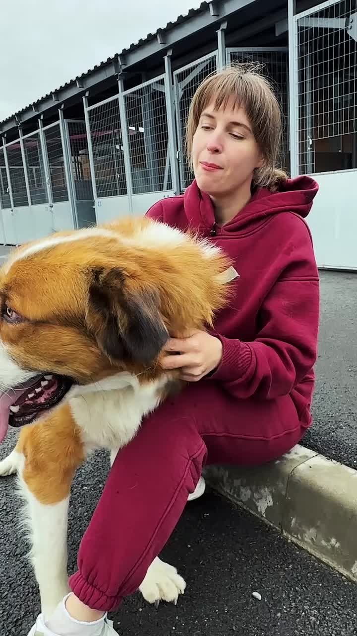 Породистый гигант с характером ангела ждет сильного хозяина