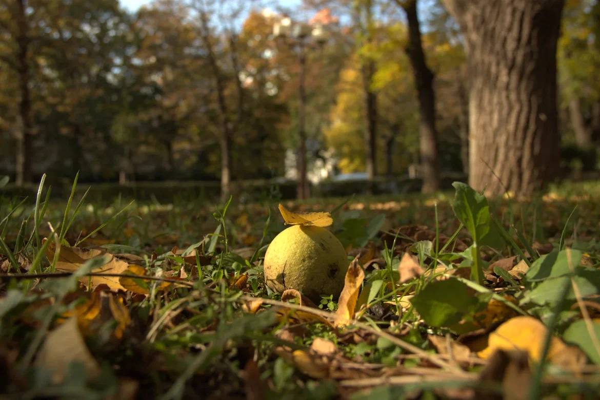 Синоптики: ноябрь на юге России будет тёплым