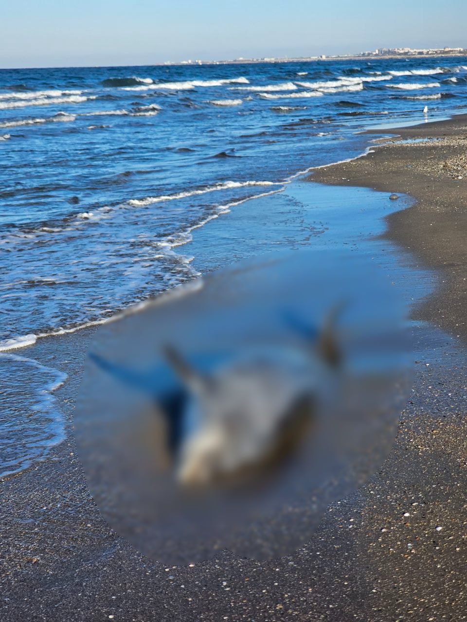 Мертвого дельфина обнаружили на берегу Черного моря Мертвого дельфина обнаружили на берегу Черного моря