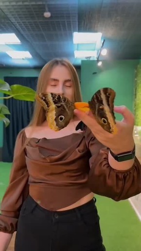 В Краснодаре можно увидеть бабочек не только летом