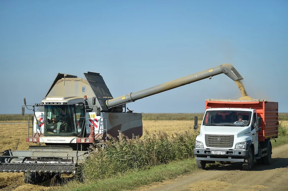 В Краснодаре завершен сев озимого ячменя и рапса