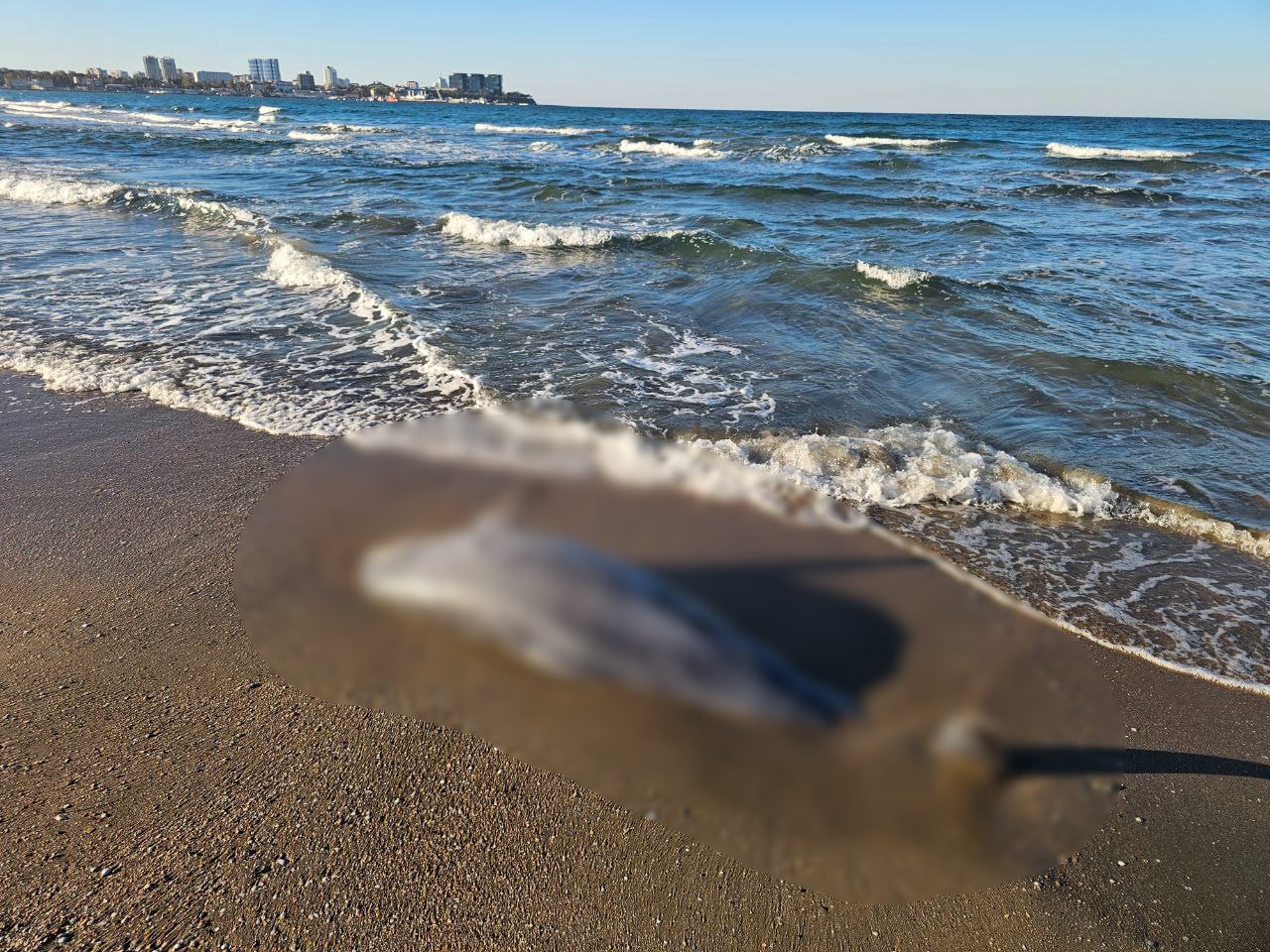 Мертвого дельфина обнаружили на берегу Черного моря