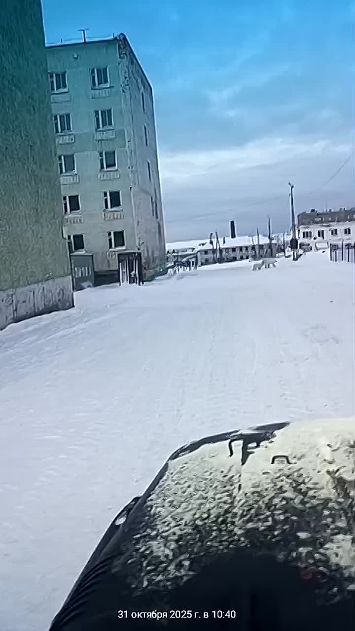 В Росприроднадзоре обсудили ситуацию в поселке Диксон, где медведица с медвежонком вышли прямо к жилым домам