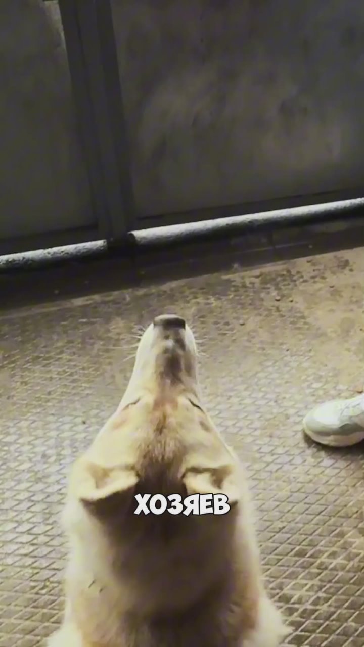 Её хотели разорвать. В приюте появилась невероятная собака-альбинос с глазами разного цвета