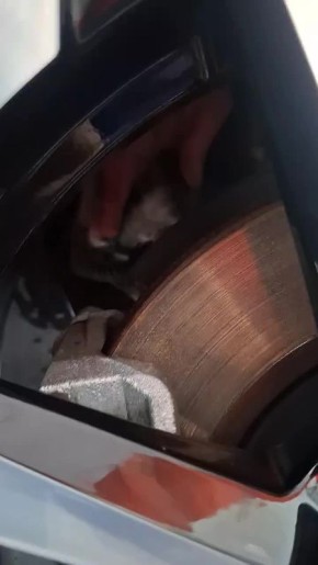 «Ты ж мой масенький». В Новороссийске автоледи вовремя заметила котенка, который хотел прокатиться «зайцем»