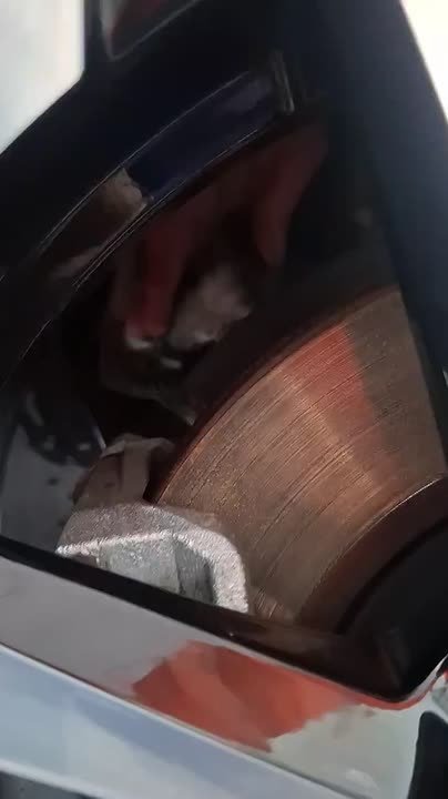 Попытка проехаться котозайцем не увенчалась успехом у пушистого в Новороссийске