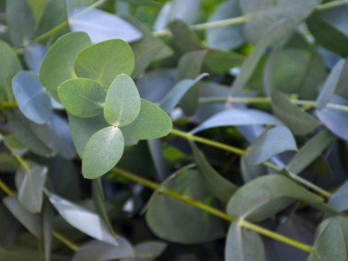 Опасные соседи: какие растения угрожают вашему участку в огнеопасный сезон