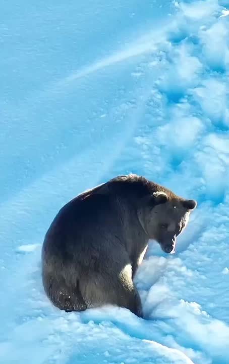 Медвежья грация – в чистом виде