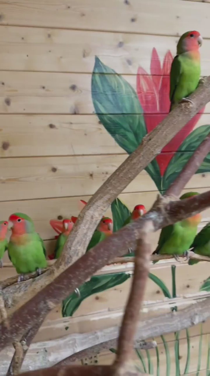 Оказывается, попугаи летят на пение