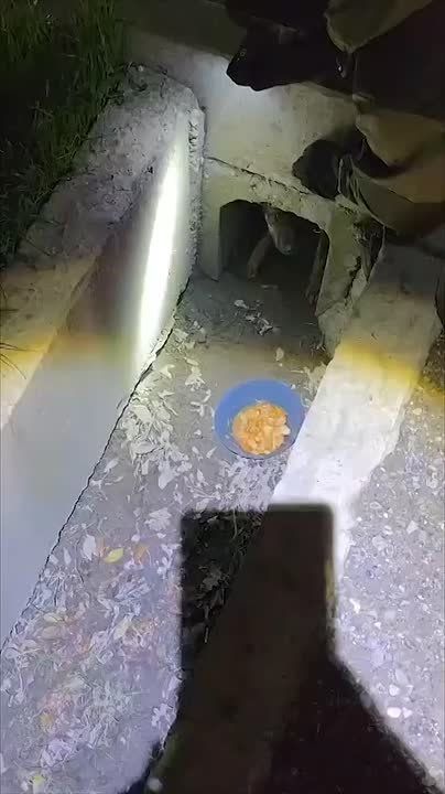 Спасатели показали, как помогают животным, попавшим в ДТП