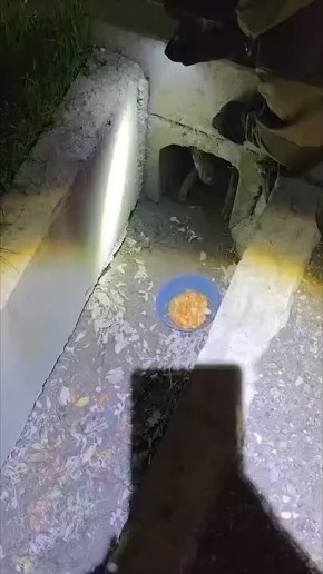 Спасатели показали, как помогают животным, попавшим в ДТП