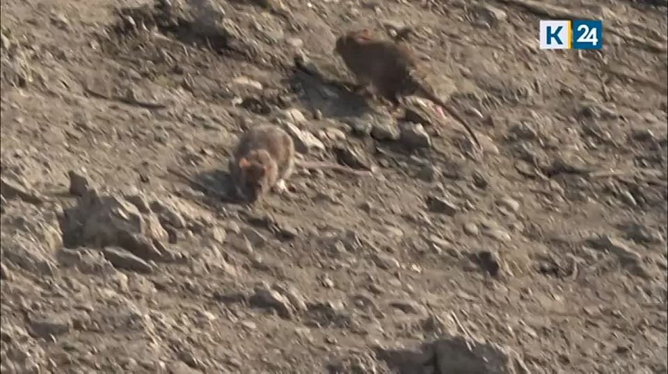 Нашествие «RATатуев» пугает краснодарцев, живущих в районе Восточно-Кругликовской