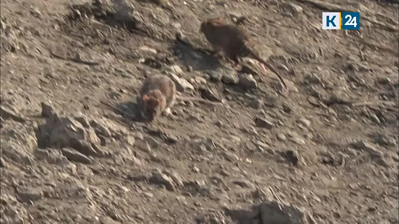 Нашествие «RATатуев» пугает краснодарцев, живущих в районе Восточно-Кругликовской