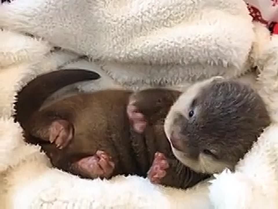 Кажется, вы давно не видели милую выдру