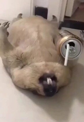 Когда даже энергетик не помогает проснуться